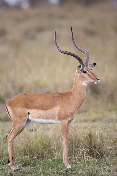 Impala (Aepyceros melampus) adult male, standing in savannah, Masai Mara National Reserve, Kenya, August