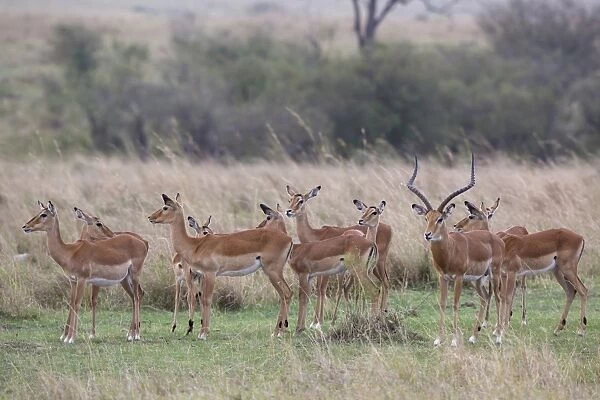 Impala (Aepyceros melampus) adult male and females, herd standing in savannah, Masai Mara National Reserve, Kenya