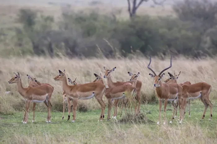 Framed Print : Impala (Aepyceros melampus) adult male and females, herd standing in savannah, Masai Mara National Reserve, Kenya Framed Print : Impala (Aepyceros melampus) adult male and females, herd standing in savannah, Masai Mara National Reserve, Kenya