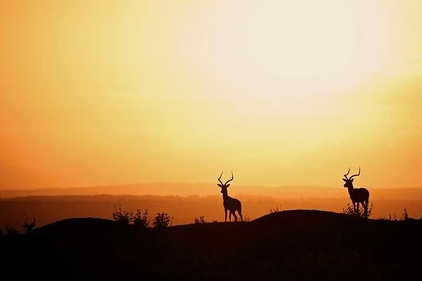 Impala (Aepyceros melampus) three adult males, silhouetted at sunset, Nairobi N. P. Kenya, December