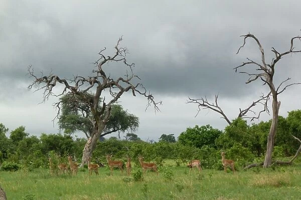 Impala (Aepyceros melampus) adult males, herd standing in habitat, Savute, Chobe N. P. Botswana