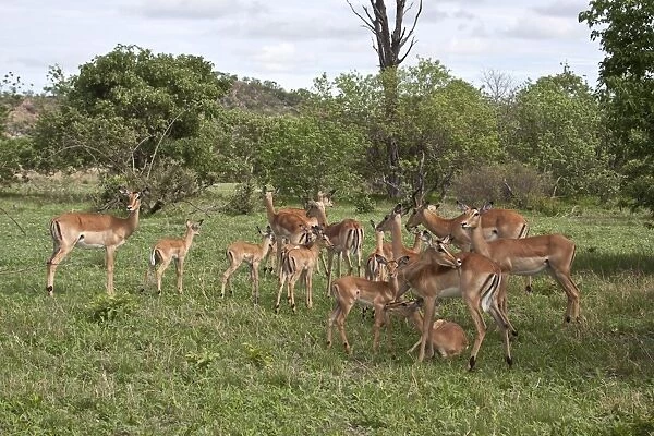 An Impala herd comprising adult male with his harem of females and there young