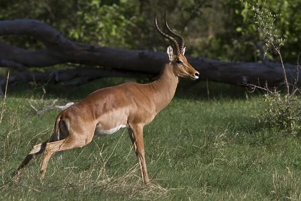 Impala male marking its territory - Botswana