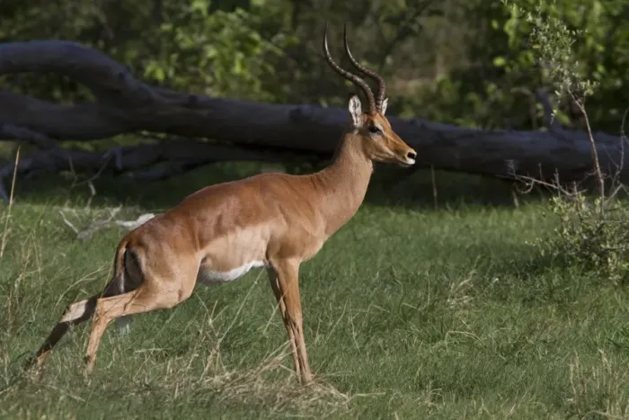 Framed Print : Impala male marking its territory - Botswana