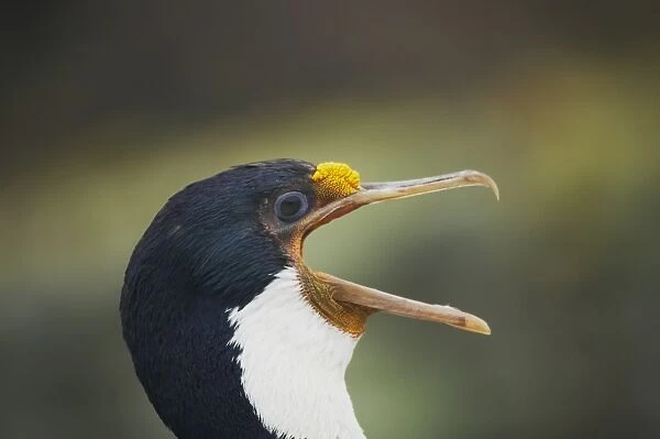 Imperial Shag (Phalacrocorax atriceps albiventer) adult, close-up of head, with beak open, New Island, Falkland Islands