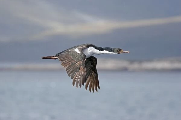 Imperial Shag (Phalacrocorax atriceps albiventer) adult, in flight over sea, Port Stanley, East Falkland