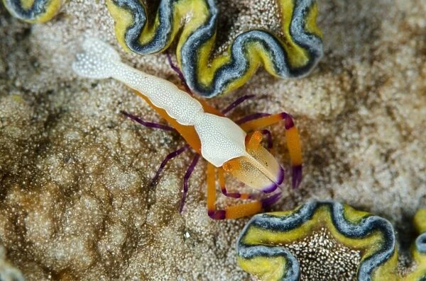 Imperial Shrimp (Periclimenes imperator) adult, on Girdled Glossodoris Nudibranch (Glossodoris cincta), Lembeh Straits