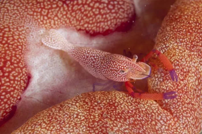 Framed Print : Imperial Shrimp (Periclimenes imperator) adult, on Spanish Dancer (Hexabranchus sanguineus) at night, Ambon Island Framed Print : Imperial Shrimp (Periclimenes imperator) adult, on Spanish Dancer (Hexabranchus sanguineus) at night, Ambon Island