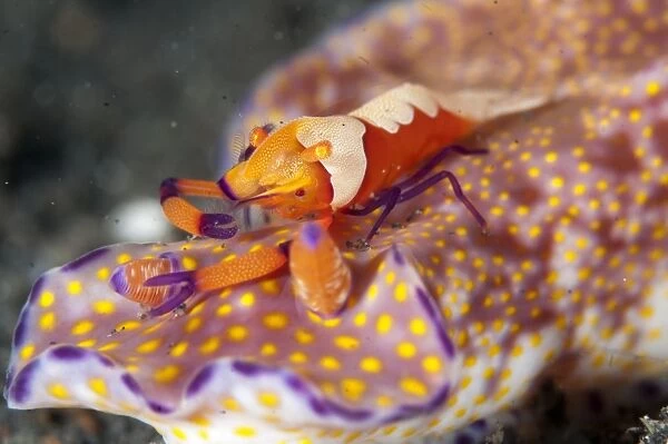 Imperial Shrimp (Periclimenes imperator) adult, feeding, riding on Purple-edged Ceratosoma Nudibranch (Ceratosoma tenue)