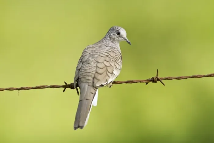 Framed Print : Inca Dove (Columbina inca) adult, perched on barbed wire fence, Costa Rica, April Framed Print : Inca Dove (Columbina inca) adult, perched on barbed wire fence, Costa Rica, April