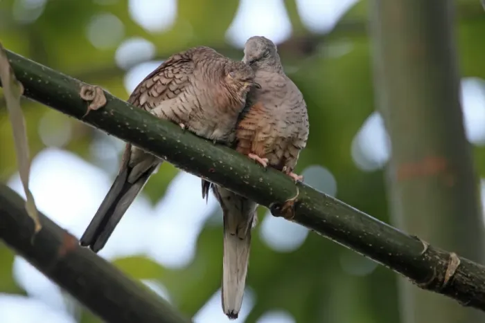Framed Print : Inca Dove (Columbina inca) adult pair, mutual preening, pair bonding behaviour, Costa Rica, february Framed Print : Inca Dove (Columbina inca) adult pair, mutual preening, pair bonding behaviour, Costa Rica, february