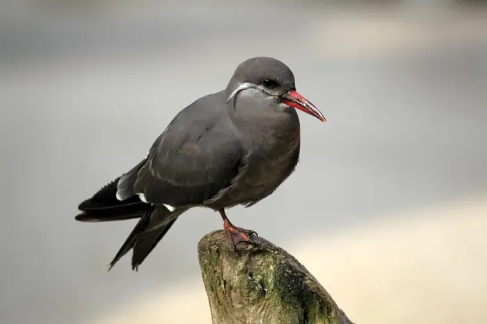 Framed Print : Inca Tern (Larosterna inca) immature, standing on post, captive Framed Print : Inca Tern (Larosterna inca) immature, standing on post, captive