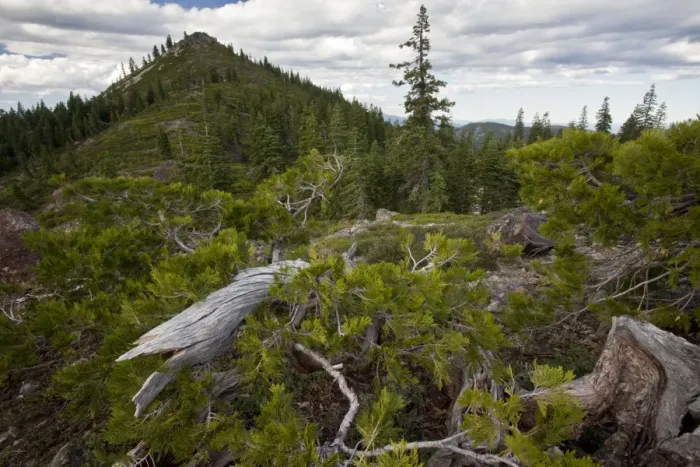Framed Print : Incense Cedar (Calocedrus decurrens) ancient dwarfed high altitude habit, growing in mountain habitat Framed Print : Incense Cedar (Calocedrus decurrens) ancient dwarfed high altitude habit, growing in mountain habitat