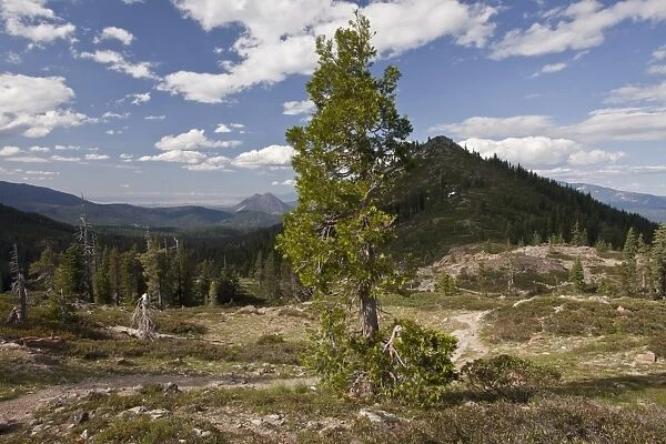 Incense Cedar (Calocedrus decurrens) habit, growing in mountain habitat, above Lake Shasta, Northern California, U. S. A