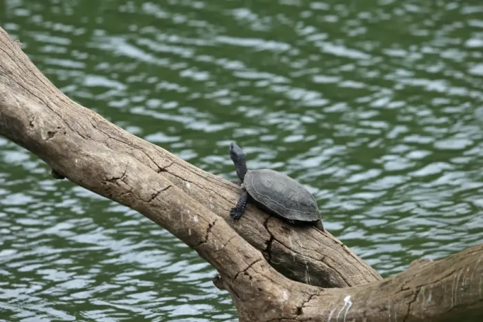 Framed Print : Indian Black Turtle (Melanochelys trijuga) adult, resting on log over water, Sri Lanka, February Framed Print : Indian Black Turtle (Melanochelys trijuga) adult, resting on log over water, Sri Lanka, February