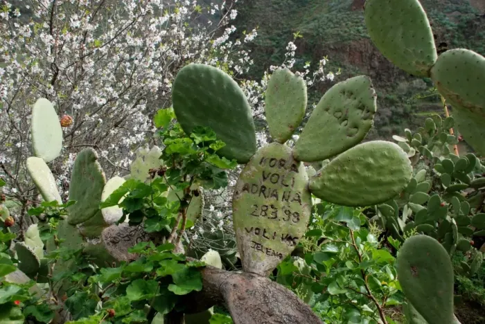 Framed Print : Indian Fig Opuntia (Opuntia ficus-indica) introduced species, graffiti carved into pads, Gran Canaria, Canary Islands Framed Print : Indian Fig Opuntia (Opuntia ficus-indica) introduced species, graffiti carved into pads, Gran Canaria, Canary Islands