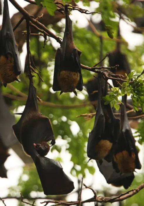 Framed Print : Indian Flying Fox (Pteropus giganteus) adult, grooming wing, with colony roosting in tree, Sri Lanka, december