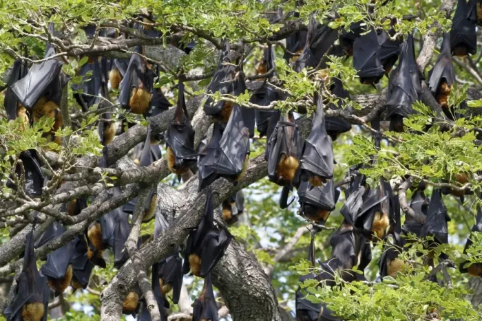 Framed Print : Indian Flying Fox (Pteropus giganteus) colony, roosting in tree during daytime, Sri Lanka, February Framed Print : Indian Flying Fox (Pteropus giganteus) colony, roosting in tree during daytime, Sri Lanka, February