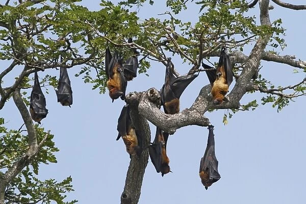 Indian Flying Fox (Pteropus giganteus) colony, roosting in tree during daytime, Sri Lanka, February