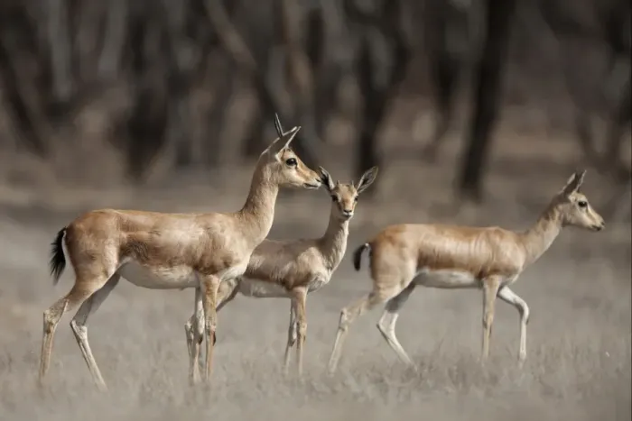 Framed Print : Indian Gazelle (Gazella bennettii) adult females with young, Ranthambore N. P. Rajasthan, India