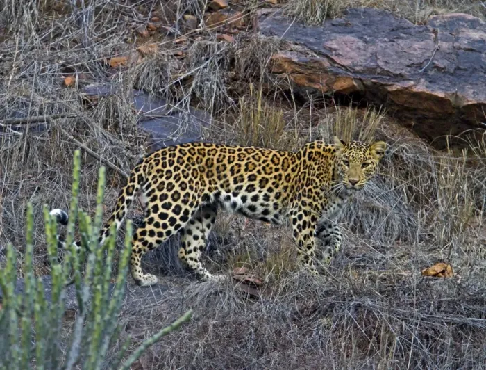 Framed Print : Indian Leopard (Panthera pardus fusca) adult, walking on rocky cliff, Ranthambhore, Rajasthan, India, january Framed Print : Indian Leopard (Panthera pardus fusca) adult, walking on rocky cliff, Ranthambhore, Rajasthan, India, january