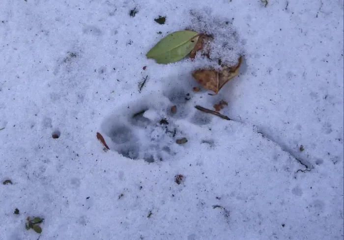 Framed Print : Indian Leopard (Panthera pardus fusca) footprints in snow, Eaglenest Wildlife Sanctuary, Arunachal Pradesh, India Framed Print : Indian Leopard (Panthera pardus fusca) footprints in snow, Eaglenest Wildlife Sanctuary, Arunachal Pradesh, India