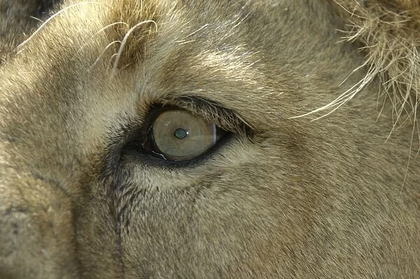 Indian Lion (Panthera leo persica) adult, close-up of eye, captive