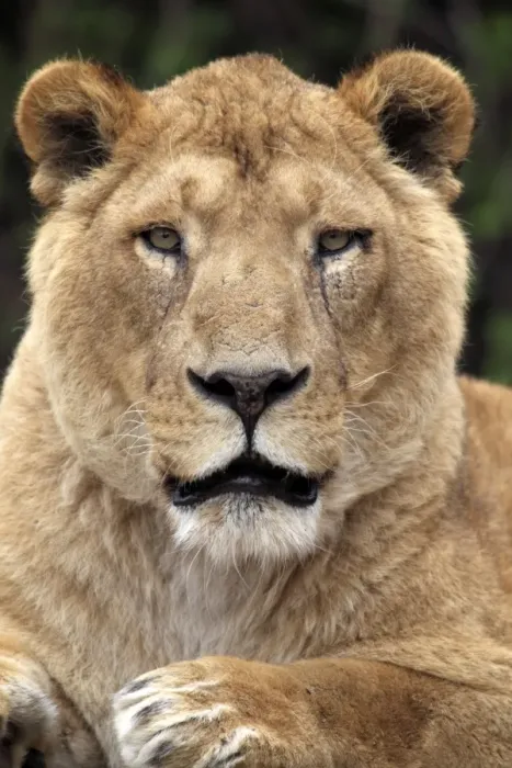 Framed Print : Indian Lion (Panthera leo persica) adult female, close-up of head, captive Framed Print : Indian Lion (Panthera leo persica) adult female, close-up of head, captive