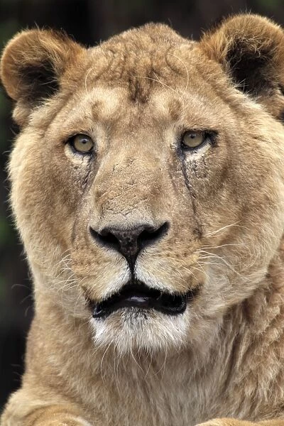 Indian Lion (Panthera leo persica) adult female, close-up of head, captive