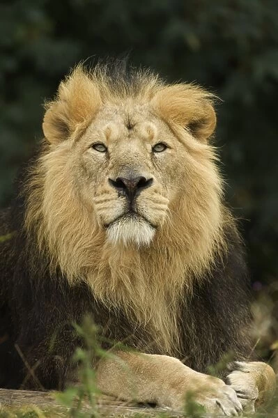 Indian Lion (Panthera leo persica) adult male, close-up of head, captive