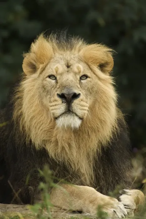 Framed Print : Indian Lion (Panthera leo persica) adult male, close-up of head, captive Framed Print : Indian Lion (Panthera leo persica) adult male, close-up of head, captive