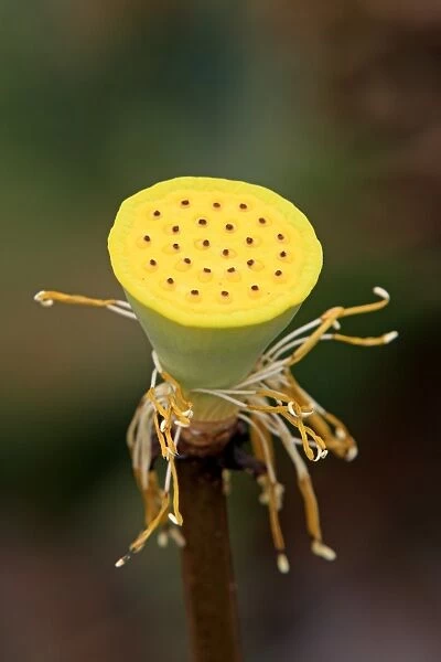 Indian Lotus (Nelumbo nucifera) close-up of developing seedhead, Kota Kinabalu, Sabah, Borneo, Malaysia