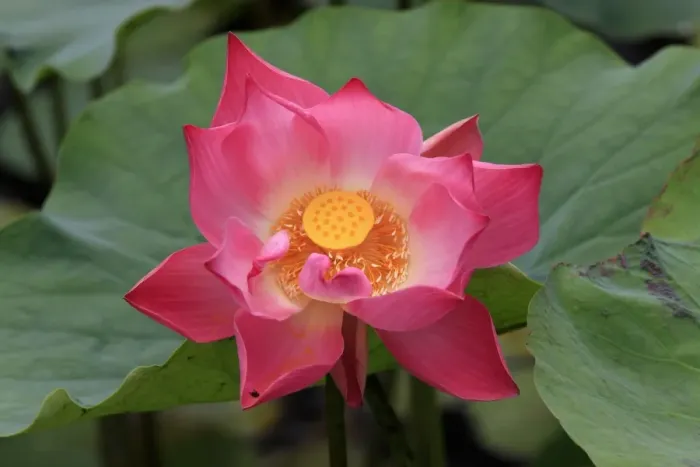 Framed Print : Indian Lotus (Nelumbo nucifera) close-up of flower, Kota Kinabalu, Sabah, Borneo, Malaysia