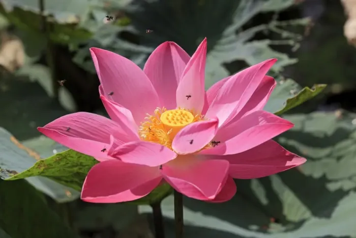 Framed Print : Indian Lotus (Nelumbo nucifera) close-up of flower, with bees in flight, Kota Kinabalu, Sabah, Borneo, Malaysia