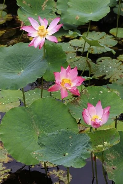 Indian Lotus (Nelumbo nucifera) flowering, Kota Kinabalu, Sabah, Borneo, Malaysia