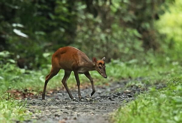 Indian Muntjac (Muntiacus muntjak) adult female, walking across track in forest, Way Kambas N. P