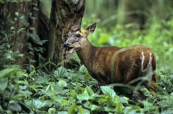 Indian Muntjac (Muntiacus muntjak) adult female, standing in vegetation, Thai Forestry Department Rescue Centre, near Chaing Mai, Thailand