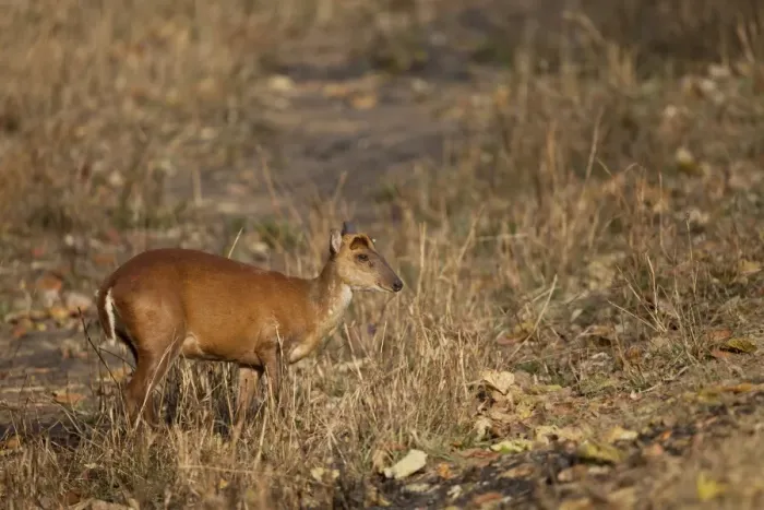 Framed Print : Indian Muntjac (Muntiacus muntjak) adult female, standing in grass, Kanha N. P. Madhya Pradesh, India