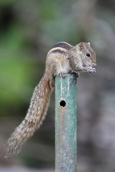 Indian Palm Squirrel (Funambulus palmarum) adult, feeding, sitting on metal post, Sri Lanka, January