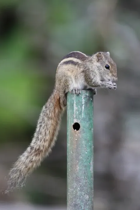 Framed Print : Indian Palm Squirrel (Funambulus palmarum) adult, feeding, sitting on metal post, Sri Lanka, January Framed Print : Indian Palm Squirrel (Funambulus palmarum) adult, feeding, sitting on metal post, Sri Lanka, January