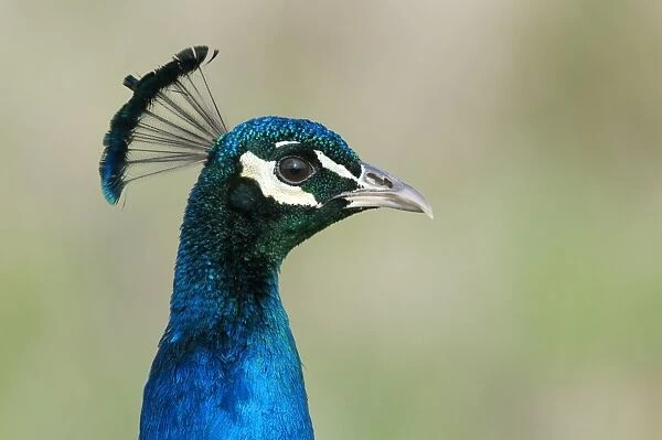 Indian Peafowl (Pavo cristatus) adult male, close-up of head, Isle of Sheppey, Kent, England, april