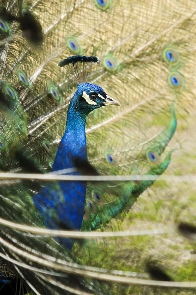 Indian Peafowl (Pavo cristatus) adult male, close-up of head and neck, displaying with tail feathers raised