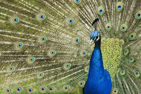 Indian Peafowl (Pavo cristatus) adult male, close-up of head and neck, displaying with tail feathers raised