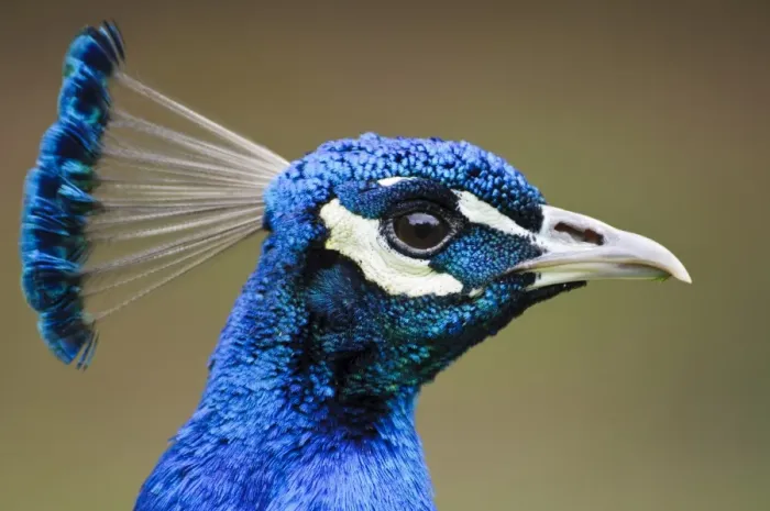 Framed Print : Indian Peafowl (Pavo cristatus) adult male, close-up of head, Arne RSPB Reserve, Dorset, England, May Framed Print : Indian Peafowl (Pavo cristatus) adult male, close-up of head, Arne RSPB Reserve, Dorset, England, May