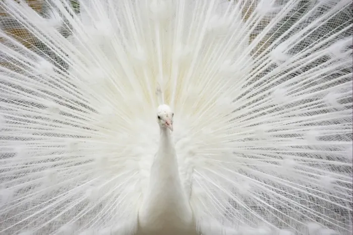 Framed Print : Indian Peafowl (Pavo cristatus) albino, adult male, displaying (captive) Framed Print : Indian Peafowl (Pavo cristatus) albino, adult male, displaying (captive)