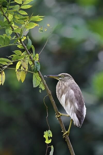 Indian Pond-heron (Ardeola grayii) adult, non-breeding plumage, clinging to branch in lowland rainforest