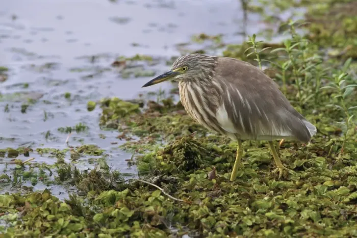 Framed Print : Indian Pond-heron (Ardeola grayii) adult, non-breeding plumage, walking on aquatic vegetation at edge of water Framed Print : Indian Pond-heron (Ardeola grayii) adult, non-breeding plumage, walking on aquatic vegetation at edge of water