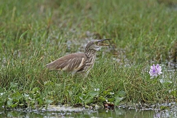 Indian Pond-heron (Ardeola grayii) adult, non-breeding plumage, feeding on crab prey, standing at edge of water