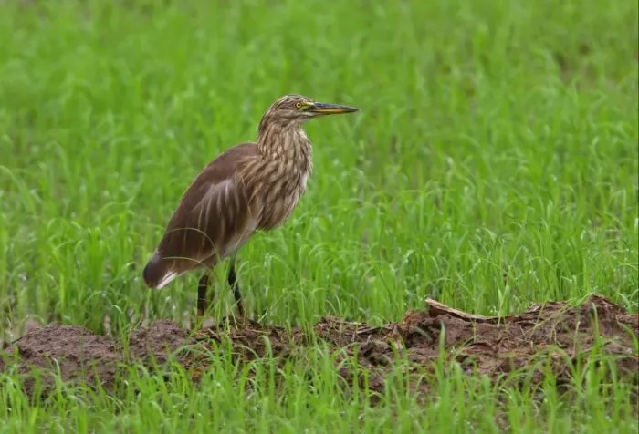 Framed Print : Indian Pond-heron (Ardeola grayii) adult, non-breeding plumage, walking in paddyfield, Sri Lanka, december Framed Print : Indian Pond-heron (Ardeola grayii) adult, non-breeding plumage, walking in paddyfield, Sri Lanka, december