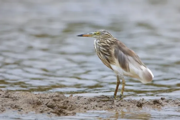 Framed Print : Indian Pond-heron (Ardeola grayii) adult, non-breeding plumage, standing on mud, Goa, India, March